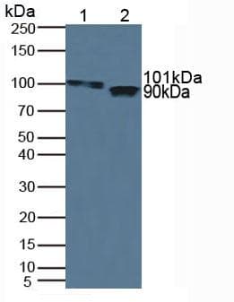 ITIH1 Antibody (aa507-819, APC)