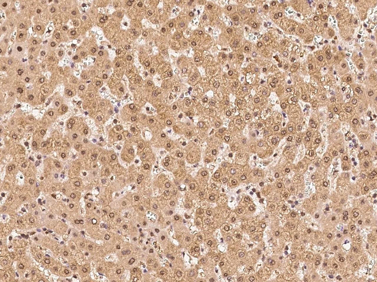 PSMA4 Antibody
