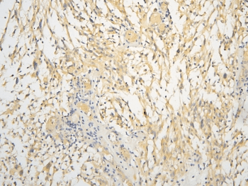 BMAL2 / ARNTL2 Antibody