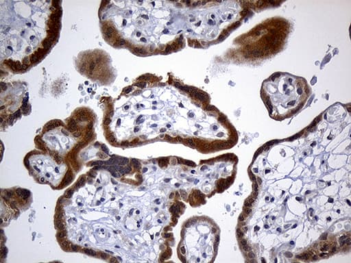 GH2 Antibody (clone OTI5B11, Carrier-free)