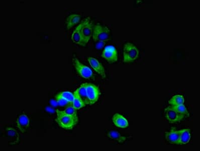 TMEM27 / Collectrin Antibody
