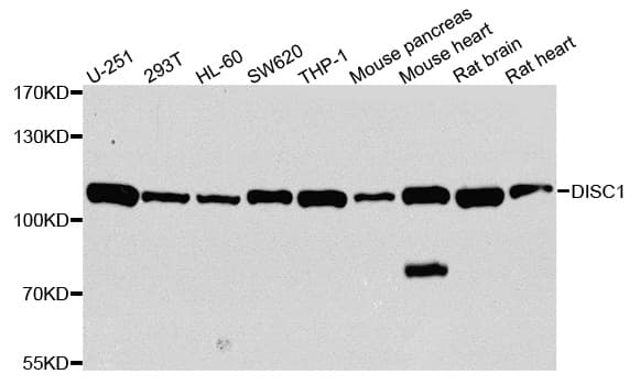 DISC1 Antibody