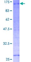 Human RNF10 Protein (Recombinant GST)
