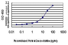 GSR / Glutathione Reductase Antibody (clone 6B4)