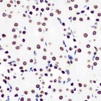 HIST3H3 Antibody