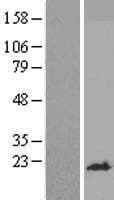 YPEL1 Protein (Over-Expression Lysate Myc-DDK (Flag))