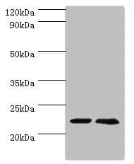 ASF1A Antibody (aa1-204)