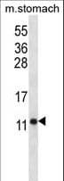 ATP5J Antibody (aa28-56)