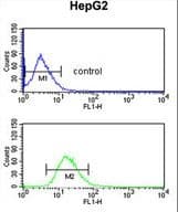 Polyclonal Rabbit anti-Human BLOC1S2 Antibody (aa14-40, IHC, WB)
