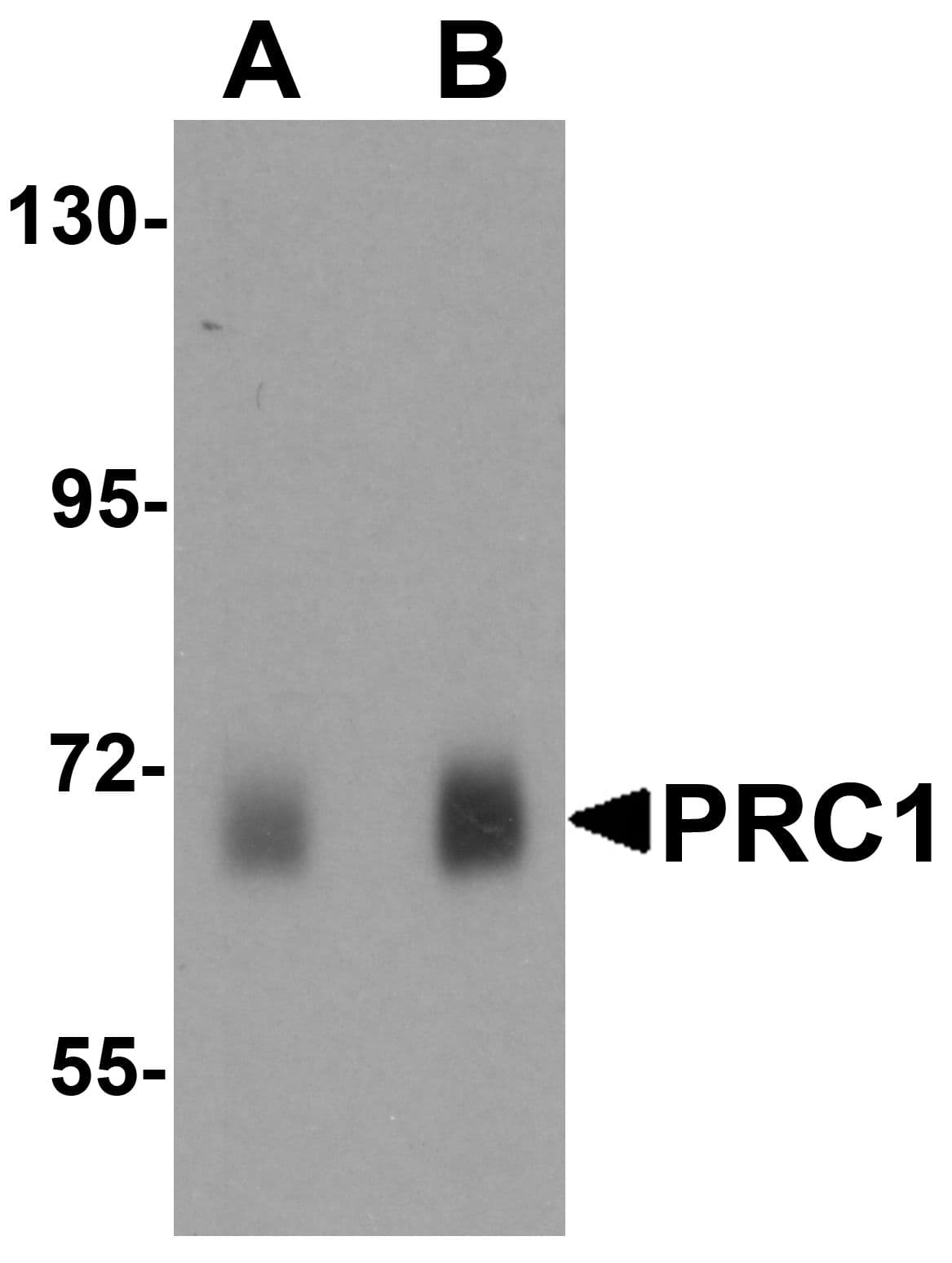 IHC-plus™ PRC1 Antibody