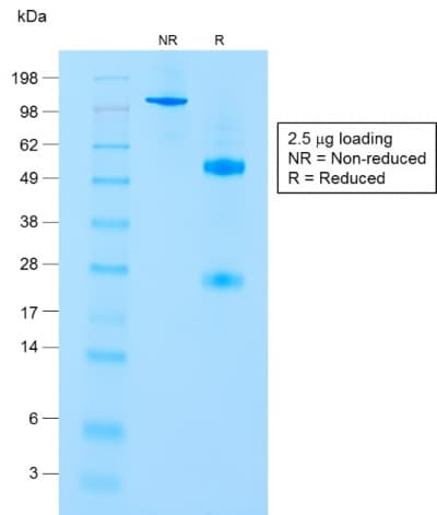 CD8A / CD8 Alpha Antibody (clone C8/1779R, Azide-free, Carrier-free)