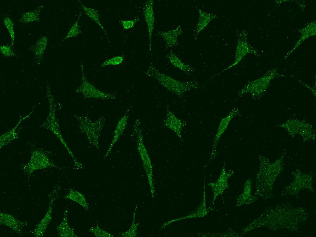 Polyclonal Rabbit anti-Human DNASE2 / DNase II Antibody (IF)
