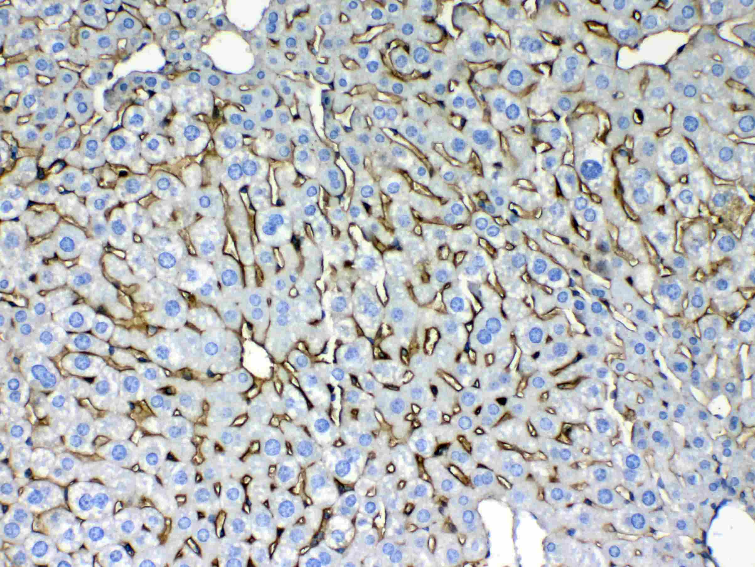 KRT8 / CK8 / Cytokeratin 8 Antibody