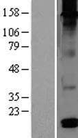 DEFB126 Protein (Over-Expression Lysate Myc-DDK (Flag))