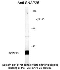 SNAP25 Antibody