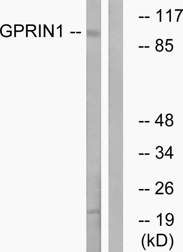 GPRIN1 / GRIN1 Antibody