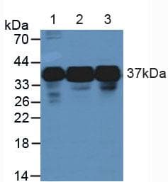 HNRNPA2B1 Antibody (aa21-103, APC)