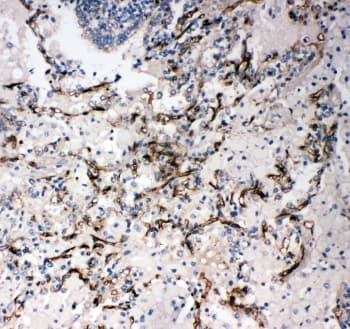 CD34 Antibody (aa366-382)
