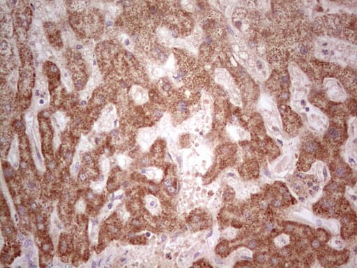 IGSF11 / VSIG3 Antibody (aa23-241, clone OTI3D2)