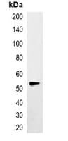 Monoclonal Mouse EYFP Tag Antibody (WB)