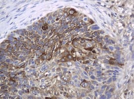c-Kit / CD117 Antibody (aa546-976, clone OTI1E2)
