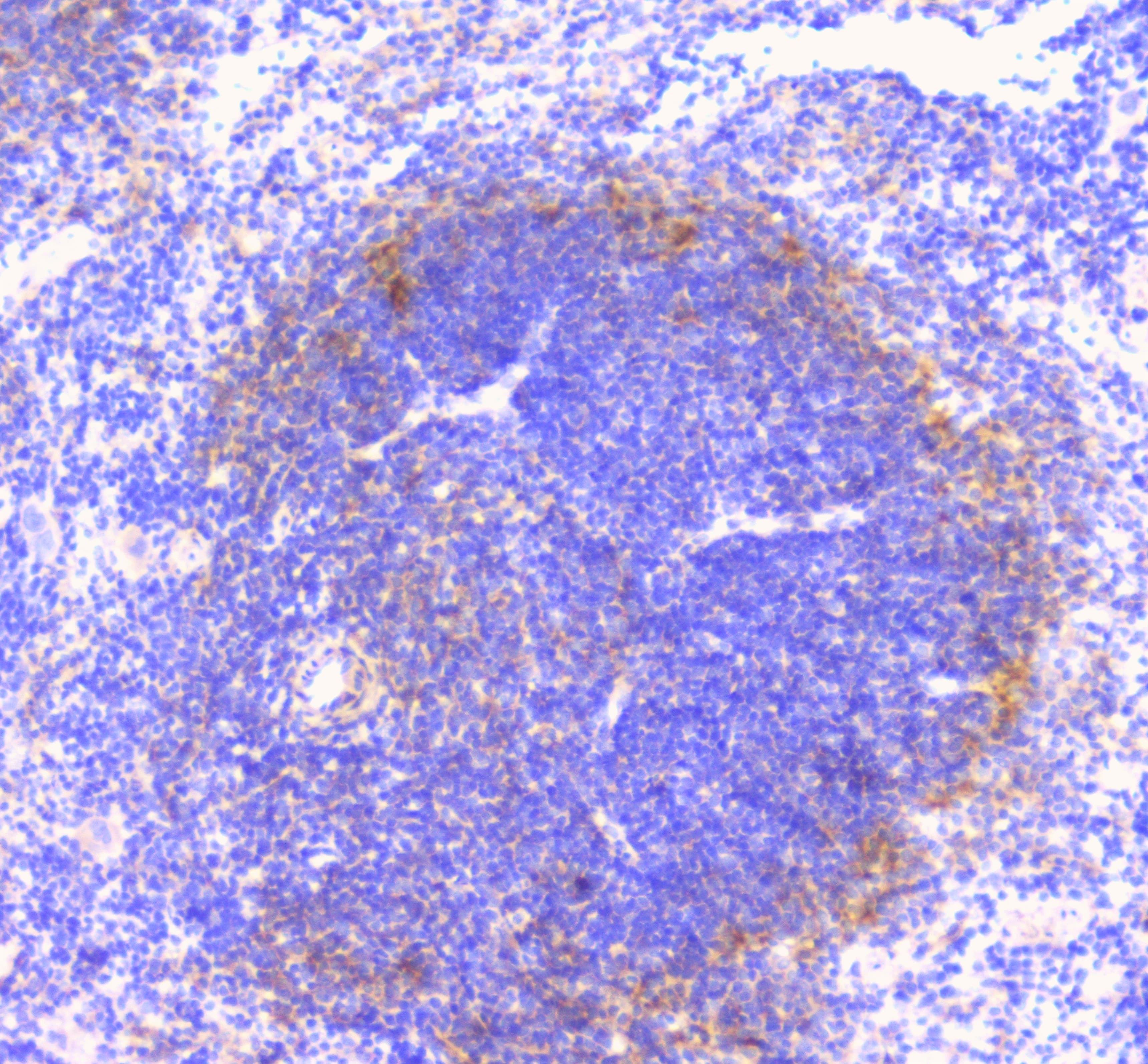 CD32A Antibody