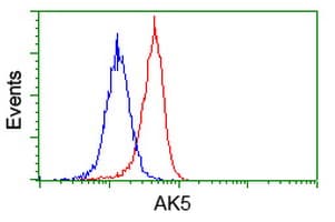 AK5 / Adenylate Kinase 5 Antibody (clone OTI2F9)
