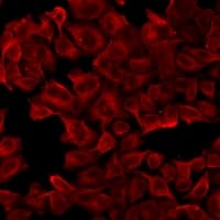 NPPA / ANP Antibody
