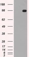 TYRO3 Antibody (clone OTI5B4)