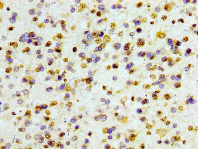 HIST1H3A Antibody