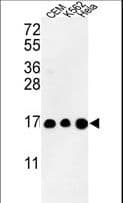 Polyclonal Rabbit anti-Human HIST3H3 Antibody (aa1-30, WB)