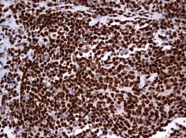 PAX5 Antibody (clone OTI4F9, Carrier-free)