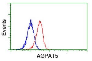 AGPAT5 Antibody (clone OTI1D12)