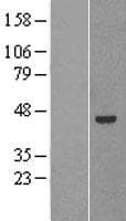 PNLIPRP2 Protein (Over-Expression Lysate Myc-DDK (Flag))