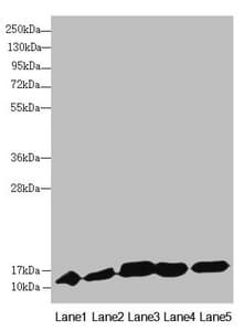 DNAJC19 Antibody