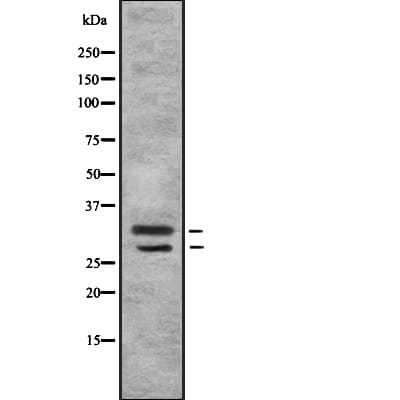 MSX1 Antibody