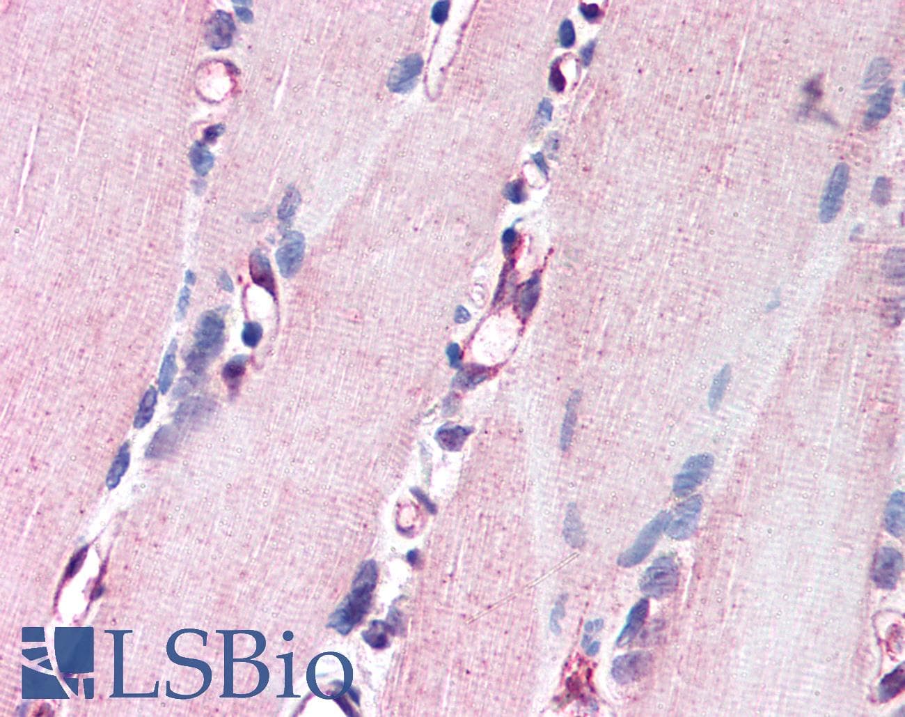 IHC-plus™ NRG1 / Heregulin / Neuregulin Antibody (Internal)