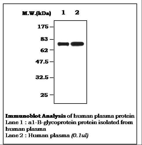 IHC-plus™ A1BG Antibody