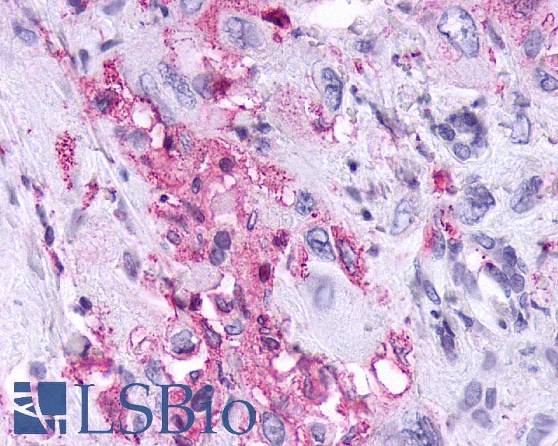PathPlus™ KISS1R / GPR54 Antibody (Cytoplasmic Domain)