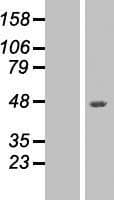VEGFA / VEGF Protein (Over-Expression Lysate Myc-DDK (Flag))