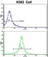 IHC-plus™ ACTG1 / Gamma Actin Antibody (aa188-215)