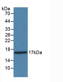 Mouse PDGF-AA Protein (Native His, N-Terminal)