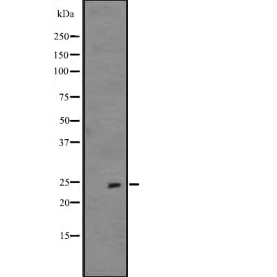 FGF19 Antibody