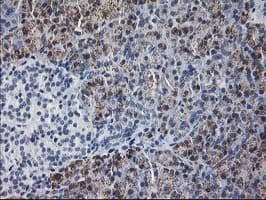 GATM / AGAT Antibody (clone 1C9, Carrier-free)