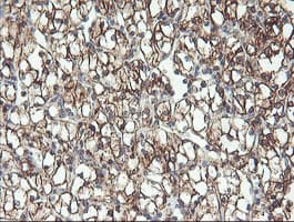 RFXANK Antibody (clone OTI3E7, Carrier-free)