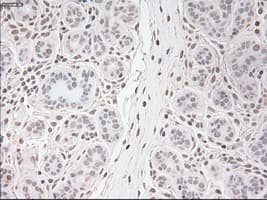 USP13 Antibody (clone OTI4G1)