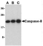 CASP8 / Caspase 8 Antibody