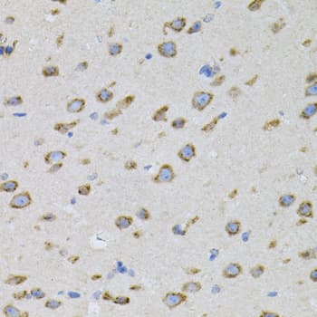 Alpha SNAP Antibody (AP)
