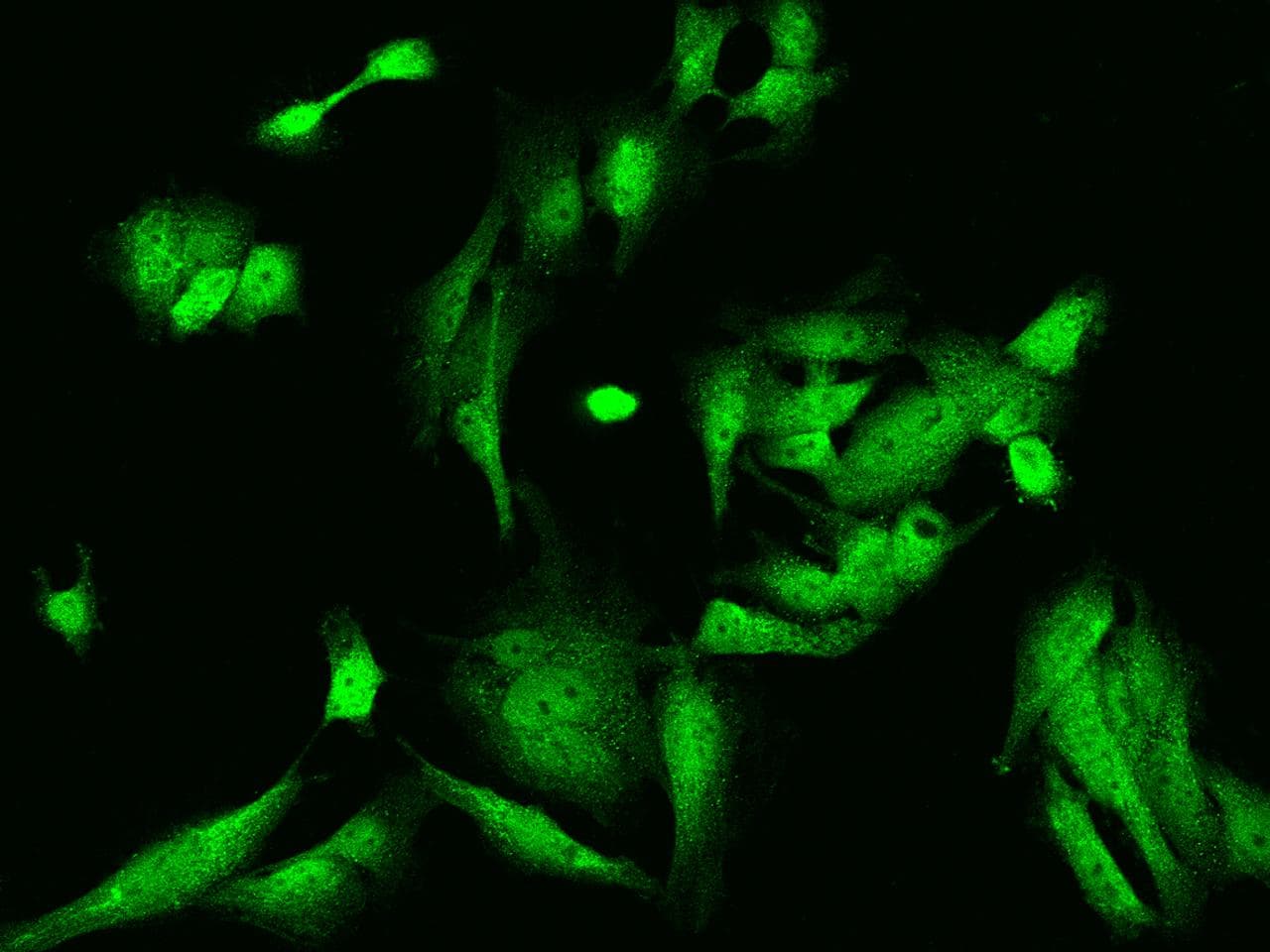 NRK Antibody