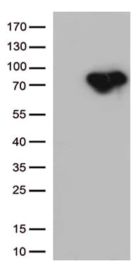 MTHFR Antibody (aa1-230, clone OTI2B4, Carrier-free)